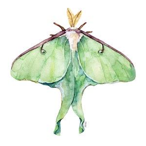 Luna Moth Print Painting titled Luna Moth image 1