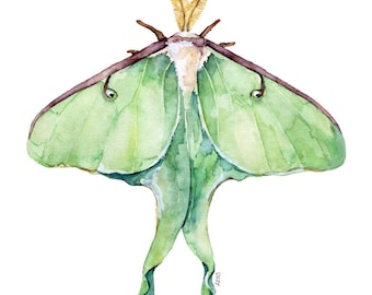 Luna Moth Print - Painting titled, "Luna Moth", Green Luna Moth, Watercolor Print, Insect Art, Insect Print, Luna Moth Wings, Moth Painting