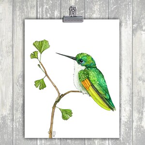 May include: Watercolour painting of a green hummingbird perched on a branch with green leaves. The hummingbird has a long, thin beak and a white throat. The painting is signed "RESS" in the bottom right corner.