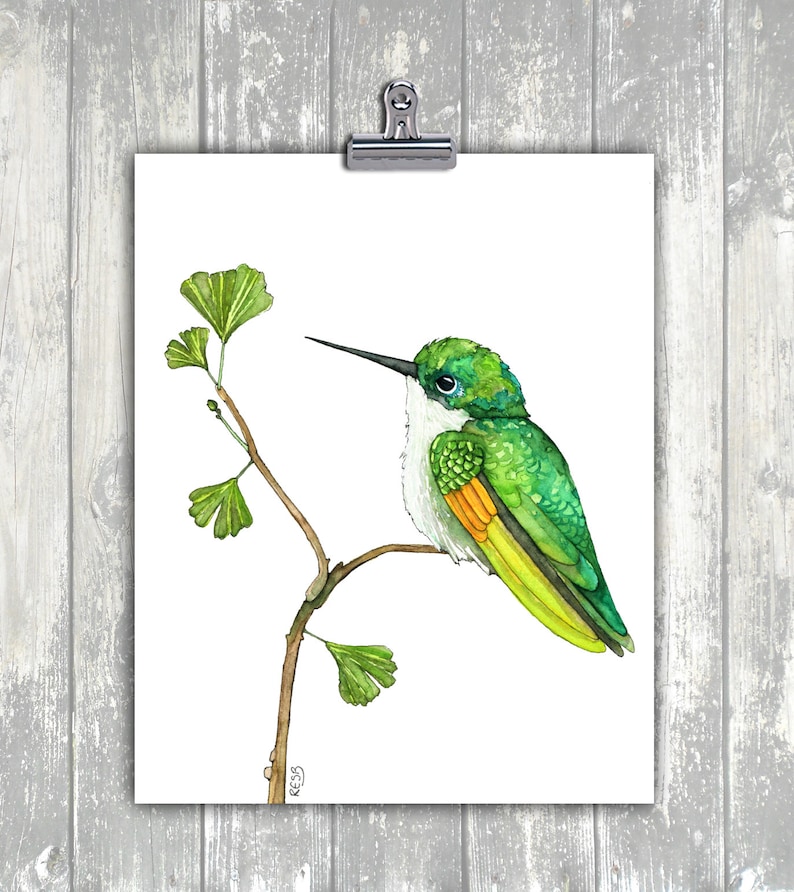 May include: Watercolour painting of a green hummingbird perched on a branch with green leaves. The hummingbird has a long, thin beak and a white throat. The painting is signed "RESS" in the bottom right corner.