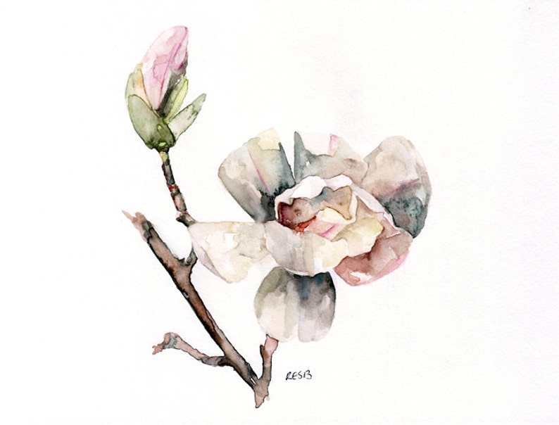 Magnolia print set of 4 5x7 Watercolor Paintings, Magnolia Watercolors, Print Set, Magnolia Print, Watercolor Flowers, Magnolia Painting image 3