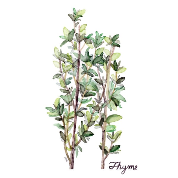 Thyme Herb Painting - Print from Original Watercolor Painting, "Thyme", Kitchen Decor, Green Herb, Botanical