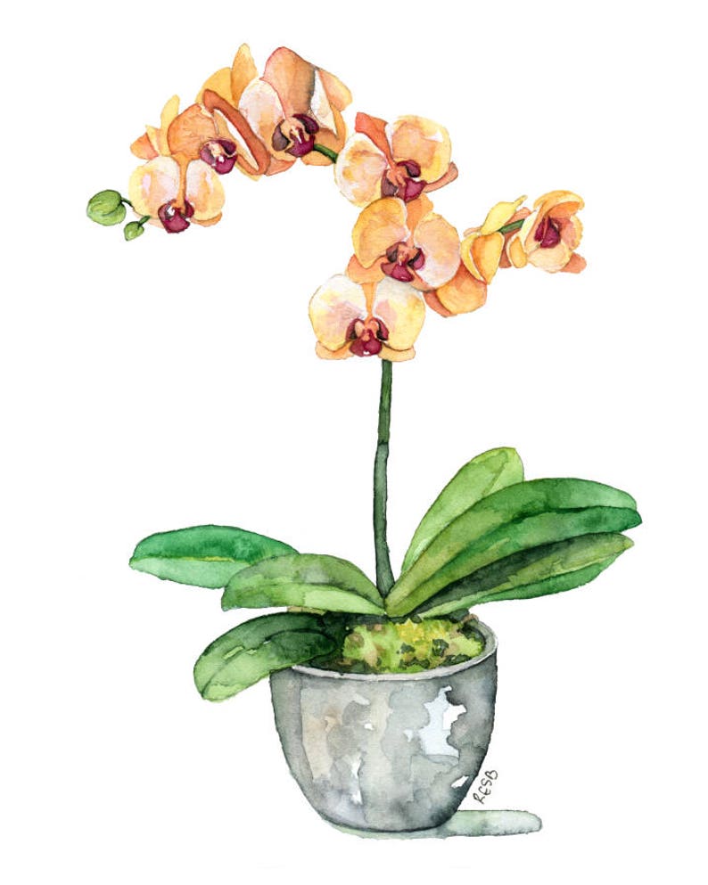 Potted Orchid Painting  Print titled Orange image 1