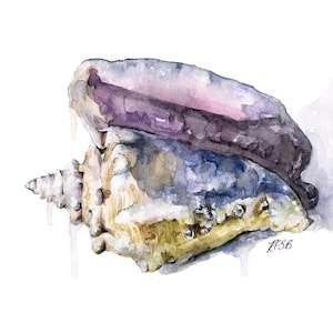 Seashell Painting Print from Original Watercolor Painting, Tidal Conch, Beach Decor, Beach House, Watercolor Seashell image 1