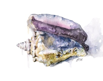 Seashell Painting - Print from Original Watercolor Painting, "Tidal Conch", Beach Decor, Beach House, Watercolor Seashell