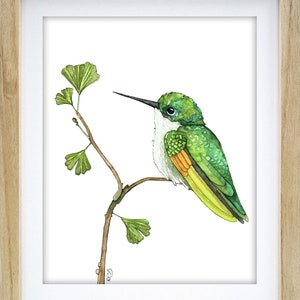 May include: A watercolour painting of a green hummingbird perched on a branch with green leaves. The hummingbird has a white chest and a yellow tail.