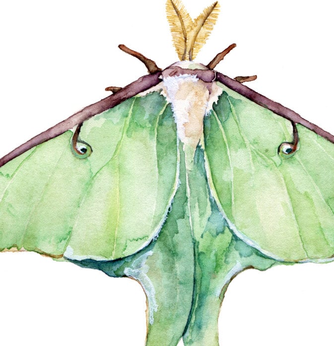 Luna Moth Art Print – Watercolor Insect Wall Art, Green Luna Moth ...