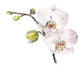 Orchid Painting - Print from Original Watercolor Painting, "Orchid", Botanical, Watercolor Flowers, Flower Print