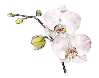 水彩画(蘭シンピジュゥム) 蘭の絵画 - オリジナルの水彩画からのプリント、「蘭」、植物、水彩画