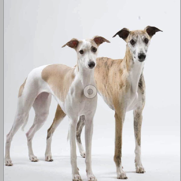 whippet Standard - a comparison 2024