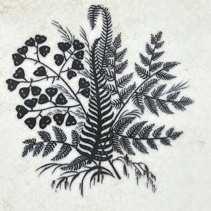 Può includere: Illustrazione botanica in bianco e nero con felci e altre foglie. Il design è centrato su una superficie bianca e screpolata, creando un'estetica vintage. L'opera d'arte dettagliata mostra varie forme e trame di foglie.