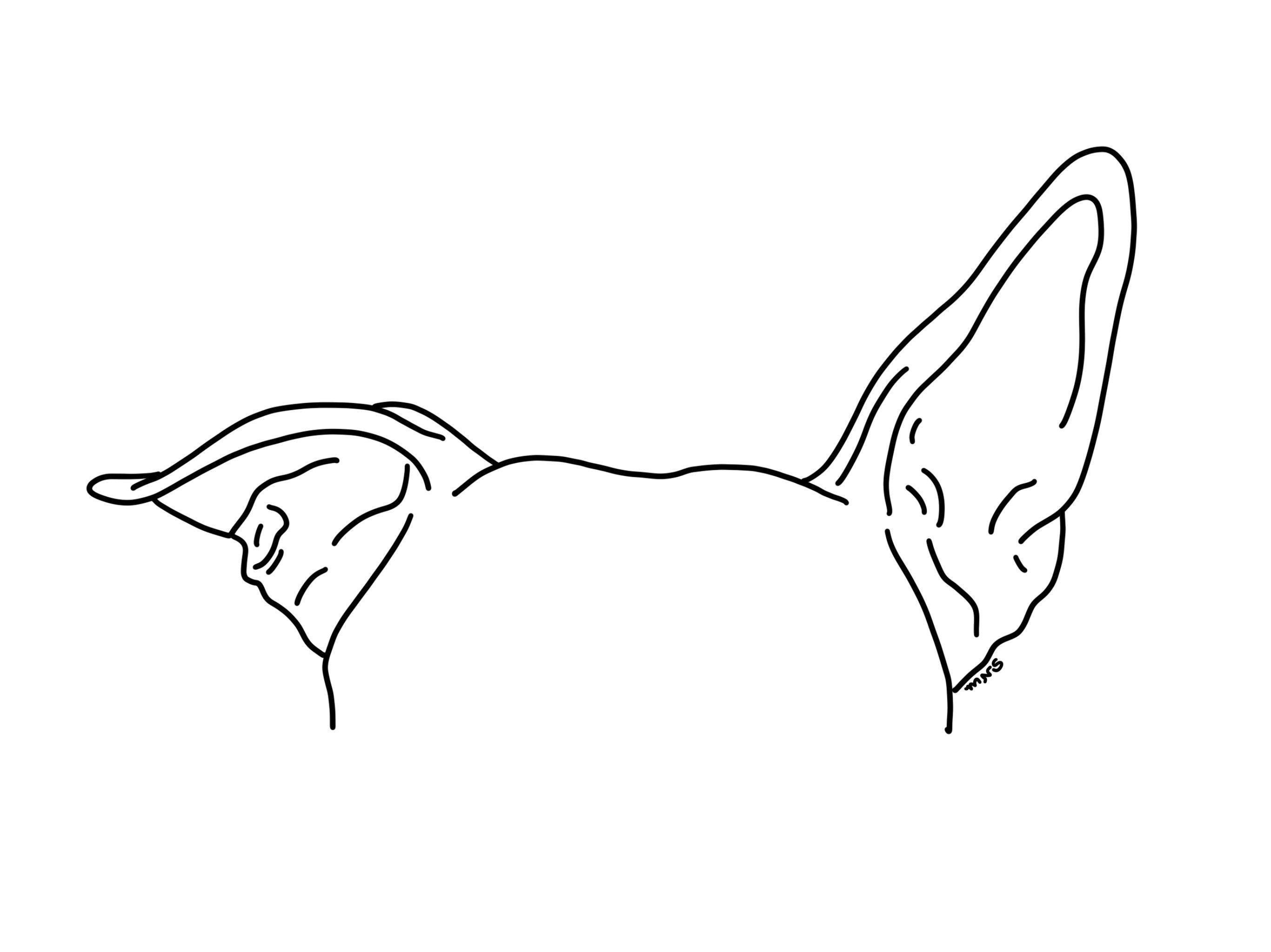 Custom Pet Ear Outline Drawing Dog Ear Drawing Cat Ear -  Hong Kong