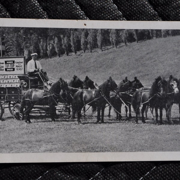 1940's Ward's Tip Top Bread Postcard - Word's Smallest Horse Team