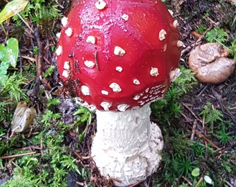 Forest mushrooms