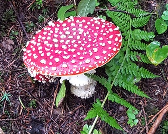 Forest mushrooms