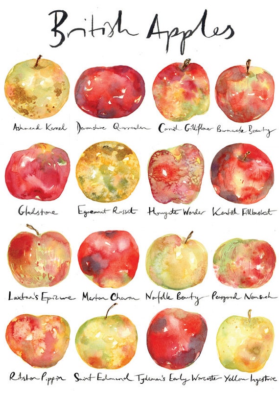 Items Similar To British Apple Varieties Print Poster Kitchen Art Love British Fruit 