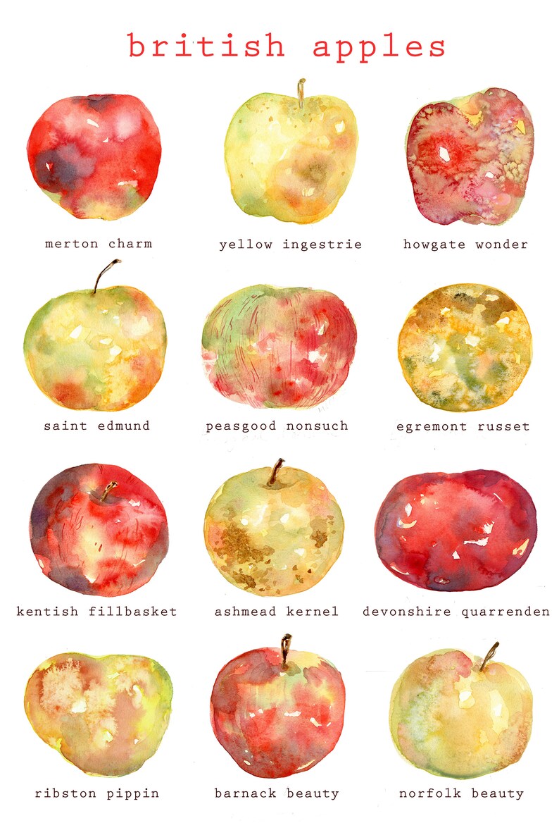 British Apple Varieties Print/poster // Kitchen Art // Love Etsy UK