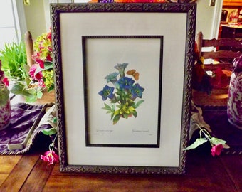 Double Framed Trumpet Flower Botanical Print: Blue Gentiane, Moth - Cottage Decor