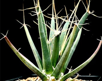 Leuchtenbergia principis (Agave Cactus) 2, 4 or 6 Inch Pot