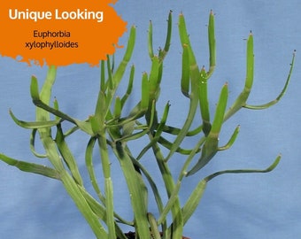 Euphorbia xylophylloides (Paddle Cactus Succulent)  Cutting