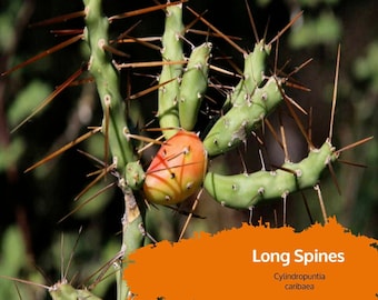 Cylindropuntia caribaea Cholla Cactus  Cutting
