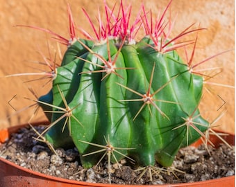 Ferocactus cylindraceus (California Barrel Cactus)  2 Inch Pot