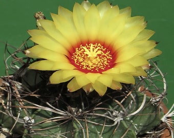 Astrophytum capricorne (Cactus corne de chèvre) Pot de 2, 4 ou 6 pouces