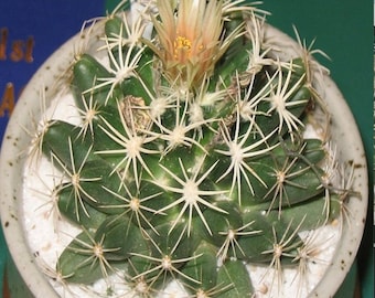 Escobaria missouriensis asperispina (Foxtail Cactus)  2 or 4 Inch Pot