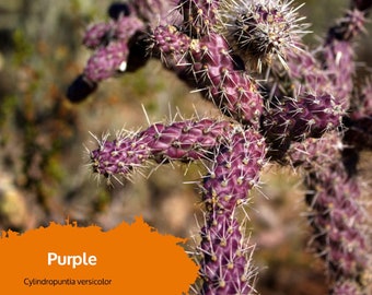 Cylindropuntia versicolor (Purple Staghorn Cholla Cactus) Bouture