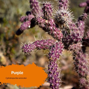Vibrant Seasonal Purple - Staghorn Cholla Cactus Cutting - Easy to Grow - &#39;Cylindropuntia thurberi versicolor&#39; - Unique Desert Gem