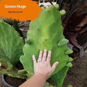 Esqueje de tuna del Viejo México: fácil de enraizar 'Opuntia gomei'