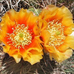 Opuntia phaeacantha Tulip Prickly Pear Cactus Cutting image 2