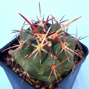 Striking Magenta Flower - Thelocactus bicolor heterochromus - Small Texas Native