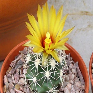Resistente al frío - Cactus piña - Nativo de Texas - 'Coryphantha sulcata' - Flores amarillas