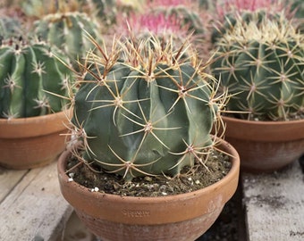 Ferocactus histrix (Electrode Barrel Cactus)  2 or 4 Inch Pot