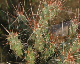 Cylindropuntia x campii (Miniature Red Teddy Bear Cholla) 4 Inch Pot