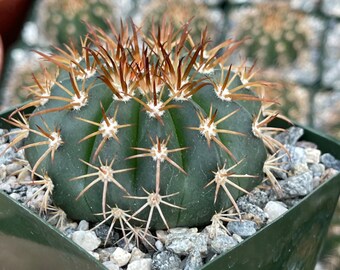 Melocactus neryi (Turk's Cap Cactus)  4 or 6 Inch Pot