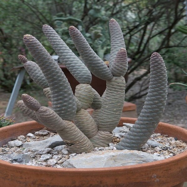 Tephrocactus articulatus inermis 'Pine Cone Cactus', 4 or 6 Inch Pot