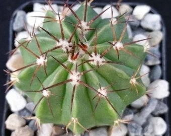 Melocactus matanzanus (Dwarf Turk's Cap Cactus)  2 or 4 Inch Pot