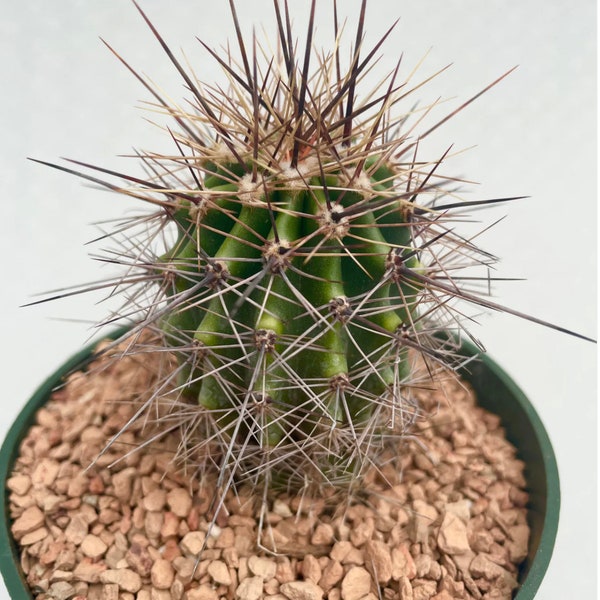 Carnegiea gigantea (Arizona Saguaro Cactus) 2, 4 or 6 Inch Pot