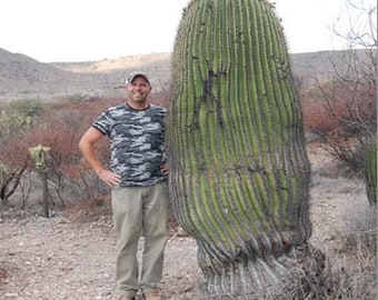 Echinocactus platyacanthus ingens (Giant Barrel Cactus)  2, 4 or 6 Inch Pot