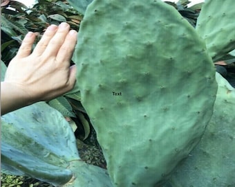 Opuntia ficus-indica (Indian Fig)  Live Cactus