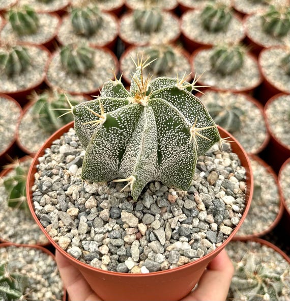 Uniquely Speckled - Star Cactus - Bright Yellow Flowers - 'astrophytum  Ornatum' - Collector Plant - Etsy