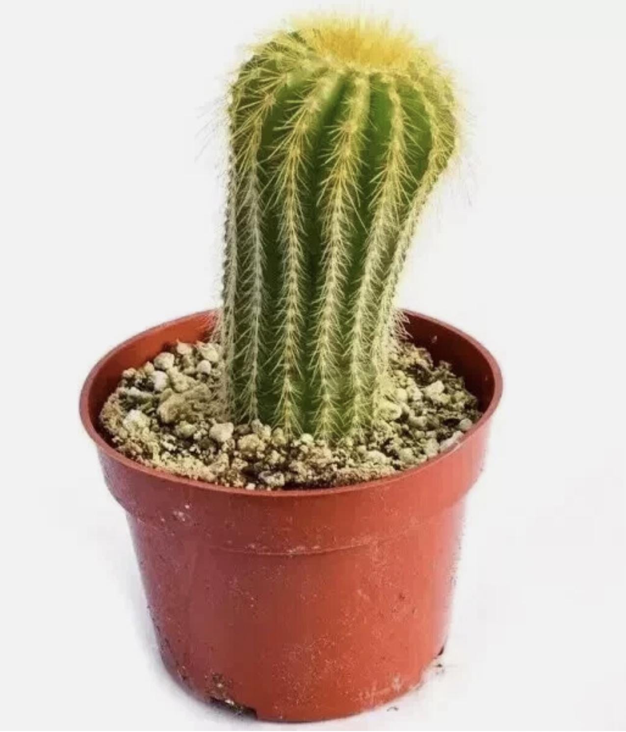 Soft Gold Spines - Lemon Ball Cactus - Golden Yellow Hue