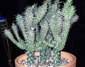 Cylindropuntia Species (Mini Cholla Cactus)  2 Inch Pot