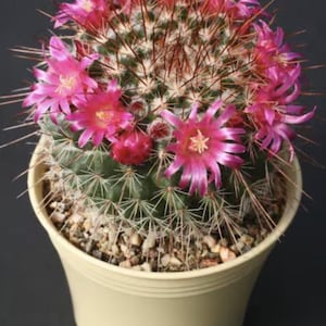 May include: A small cactus plant with pink flowers in a cream-colored pot. The cactus has many spines and is covered in small, green leaves.