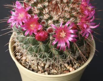 Rainbow Pincushion | 6 Inch | Mammillaria Rhodantha | Live Cactus Plant |  Succulent | Indoor Plant | House Plant | Drought Tolerant - Etsy