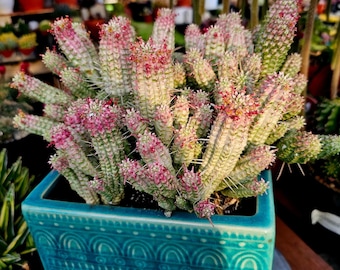 Corte de Euphorbia mammillaris variegata (Suculento cactus de mazorca de maíz indio variegado)