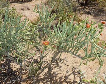 Cylindropuntia arbuscula (Arizona Pencil Cholla Cactus)  4 Inch Pot