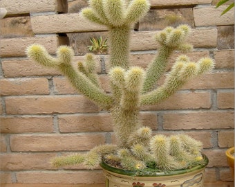Cylindropuntia bigelovii (Teddy Bear Cholla Cactus)  4 Inch Pot